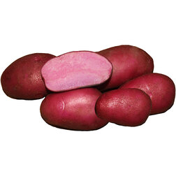 ������ ������ ��������� �������� ������� (�����) (1��)   ����