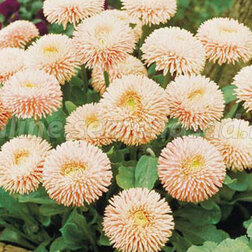 ������ ������ ���������� ������� (1��-250�����) ���������������� ������   ����