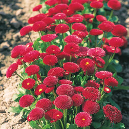 ������ ������ ���������� ����� ��� (1��-250�����) ���������������� ������   ����