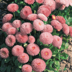 ������ ������ ���������� ����� ���� (1��-1000�����)   ����