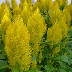 ������ ������ ������� �������� ������ ����� (1��-100��) ���������������� ������   ����