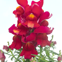 ������ ������ ������� ��� ������ ��� (1��-1000��) ���������������� ������   ����