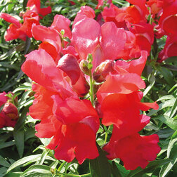 ������ ������ ������� ��� ������ ������� (1��-1000��) ���������������� ������   ����