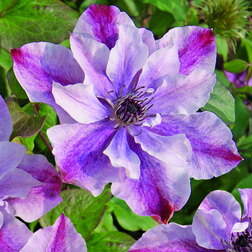 ������ ������ �������� ������������ ����� ����   ����