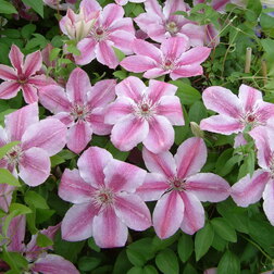 ������ ������ �������� ��������������� ������   ����