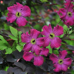 ������ ������ �������� ��������������� ����������   ����