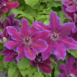 ������ ������ �������� ��������������� ��� �����   ����