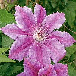 ������ ������ �������� ��������������� ������� (1-�����)   ����