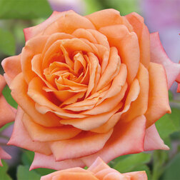 ������ ������ ���� �����-��������� ���������   ����