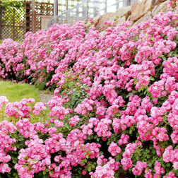 ������ ������ ������� ���� ������ (����������)   ����