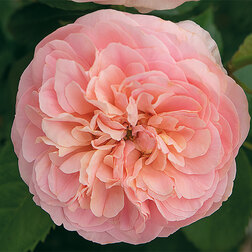 ������ ������ ���� ���������� ����� ������   ����