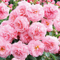 ������ ������ ���� ���������� ����� �����   ����