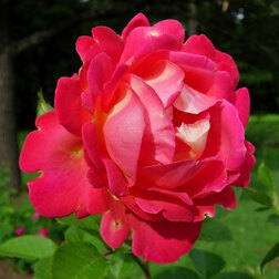 ������ ������ ���� �������� ����� �������   ����