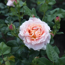 ������ ������ ���� �������� ���� �� ��������   ����