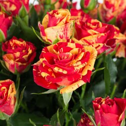 ������ ������ ���� ����� (�����������) ���� ����   ����