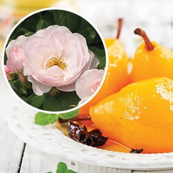 ������ ������ ���� �������� ��� (���������� �����)   ����