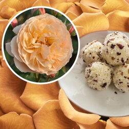 ������ ������ ���� �������� ������ ����� (���������� �����)   ����