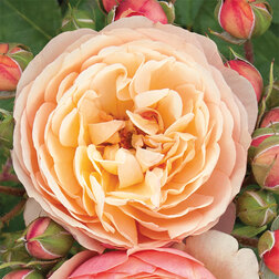 ������ ������ ���� ���������� ������ �������   ����