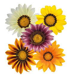 ������ ������ ������� ���� F1 ���� (1��-1000��) ���������������� ������   ����