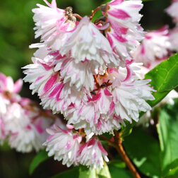 ������ ������ ������ �������� ����� �����   ����