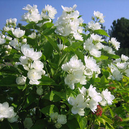 ������ ������ ������ ������� (��������) ��� ���������������   ����