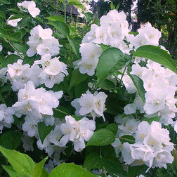 ������ ������ ������ ������� (��������) �����   ����