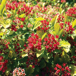 ������ ������ ������������� ������������� �������� ������� (����� �����)   ����