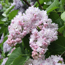 ������ ������ ������� ������ ������� (������������)   ����