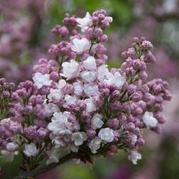 ������ ������ ������ ������������ �������   ����