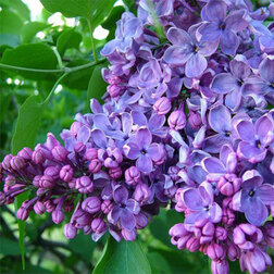 ������ ������ ������ ������������ ��� ���������������   ����