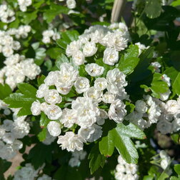 ������ ������ ��������� ���������� ���� (�����)   ����