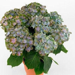 ������ ������ ��������� �������������� �������� (�������)   ����