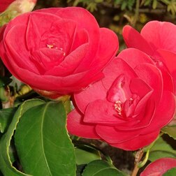 ������ ������ ������� �������� ���� ���������   ����