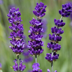 ������ ������ ������� ����������� ������   ����