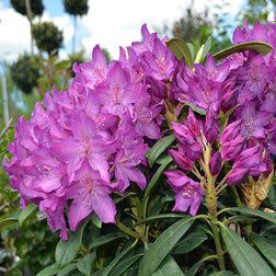 ������ ������ ����������� ��������� �������� ������   ����