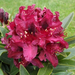 ������ ������ ����������� ��������� ����   ����