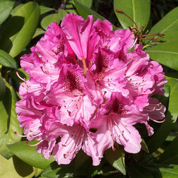 ������ ������ ����������� ��������� ������������   ����