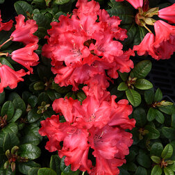 ������ ������ ����������� �������� ������� �����   ����