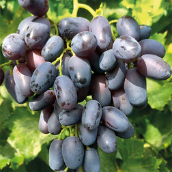 ������ ������ �������� �������� ������ �������� (��������)   ����