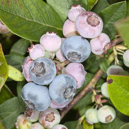 ������ ������ �������� ������������ ������   ����