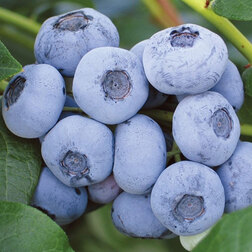 ������ ������ �������� ������������ �������   ����