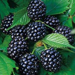 ������ ������ ������� ������ ������ (���������)   ����