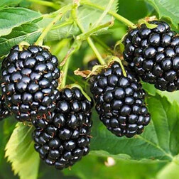 ������ ������ ������� ���� (���������)   ����