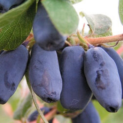 ������ ������ ��������� ��������� �������   ����