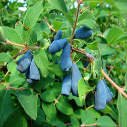 ������ ������ ��������� ��������� ����������   ����