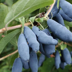 ������ ������ ��������� ��������� �������   ����