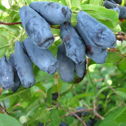 ������ ������ ��������� ��������� �������� ������   ����