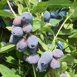 ������ ������ ��������� ��������� ��� �����   ����