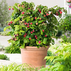 ������ ������ ������ ������������ ����� (����� �����)(��� �����)   ����