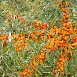 ������ ������ �������� ������������   ����